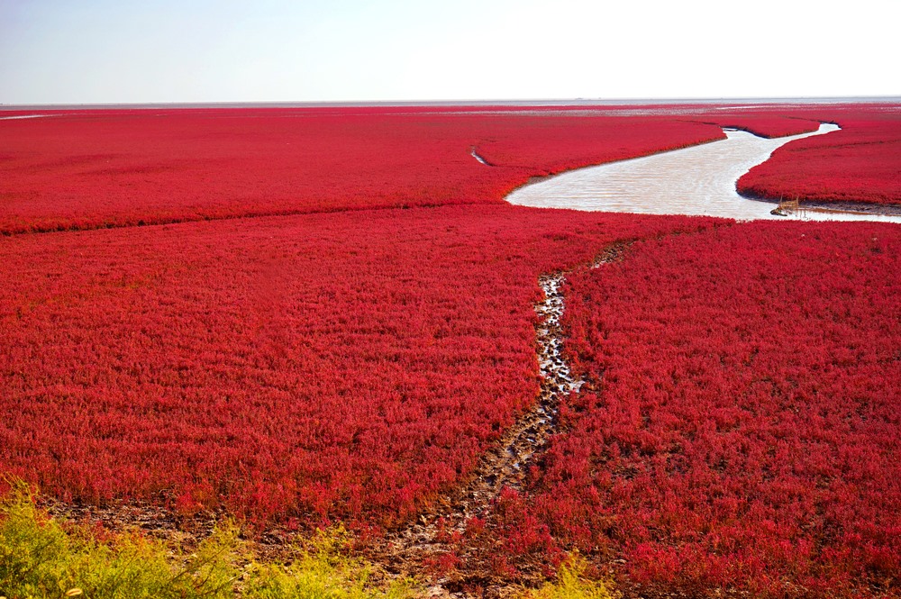 Playa roja, China
